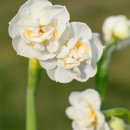 Narcissus pseudonarcissus Bridal Crown