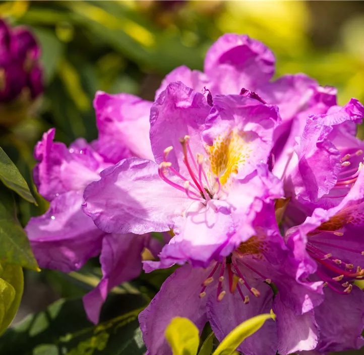 Rhododendron-Hybride 'Goldflimmer'