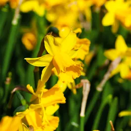 Narcissus pseudonarcissus Tête à tête