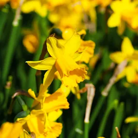 Narcissus pseudonarcissus Tête à tête
