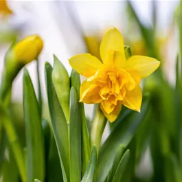 Narcissus pseudonarcissus Tête Bouclé