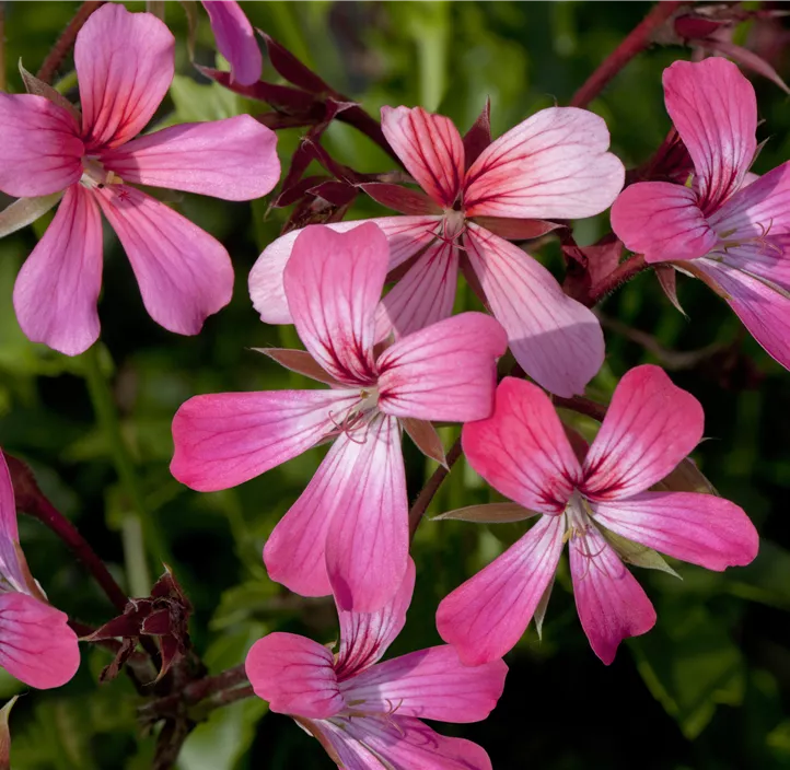 Hängepelargonie