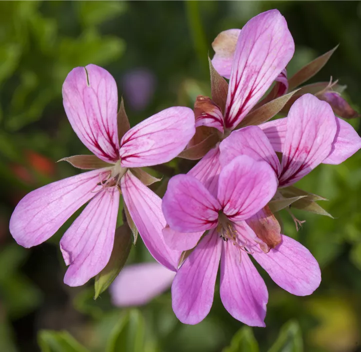 Hängepelargonie