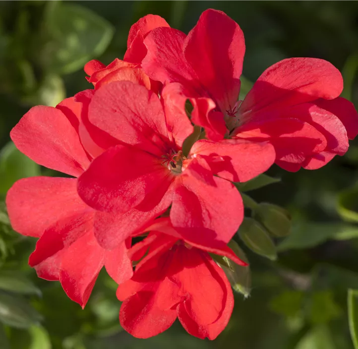 Hängepelargonie