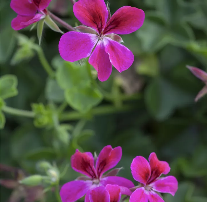 Hängepelargonie