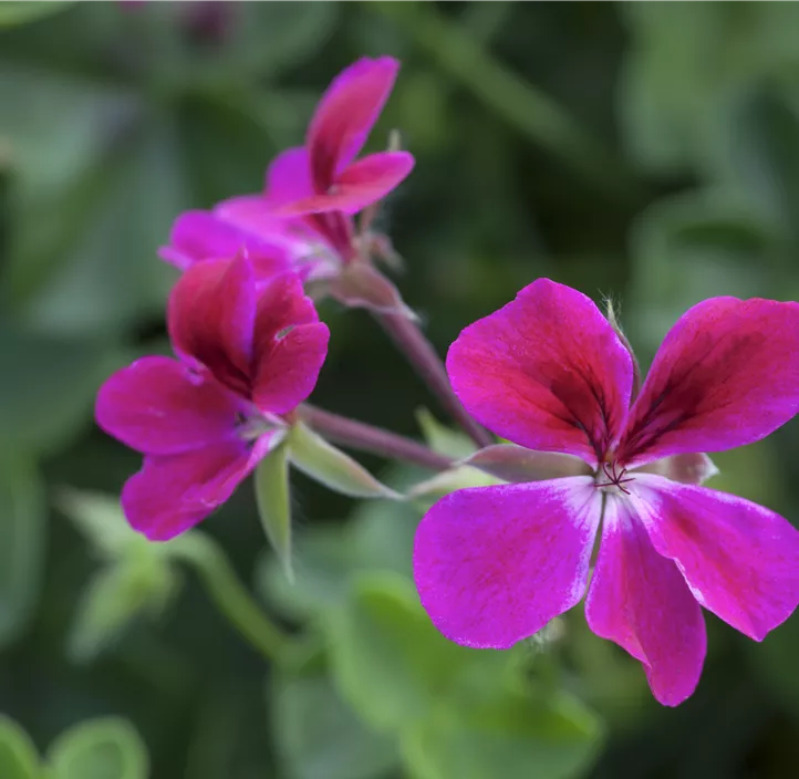 Hängepelargonie