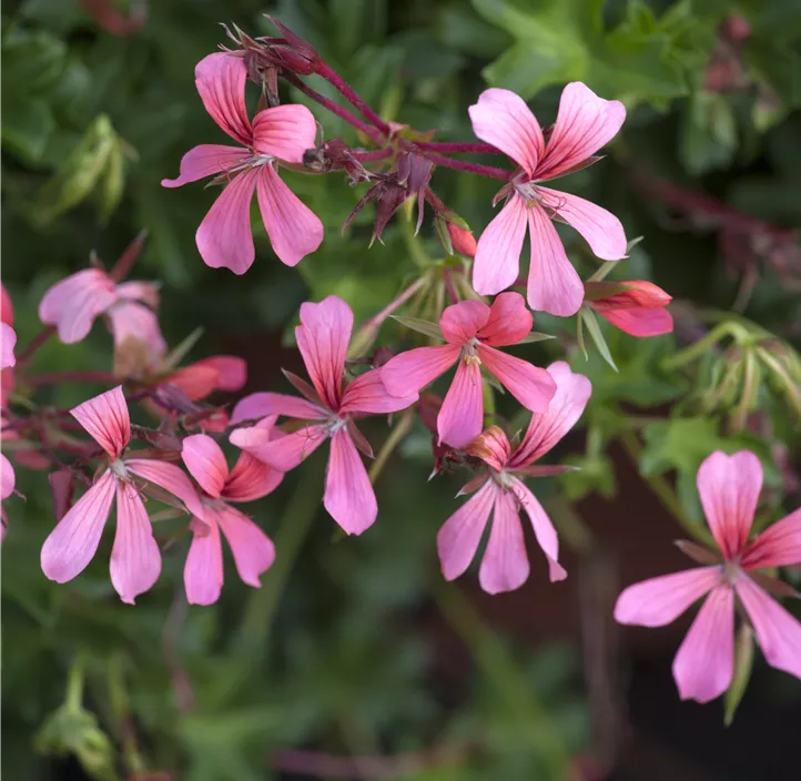 Hängepelargonie
