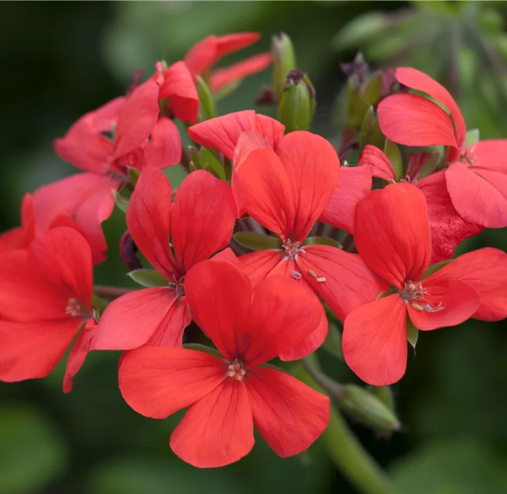 Hängepelargonie