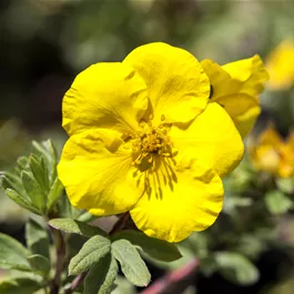 Potentilla fruticosa Goldteppich