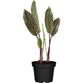Rumex sanguineus