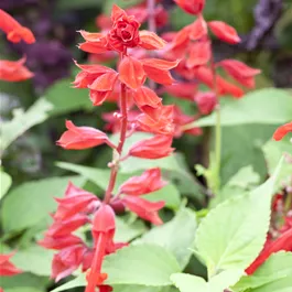 Salvia splendens