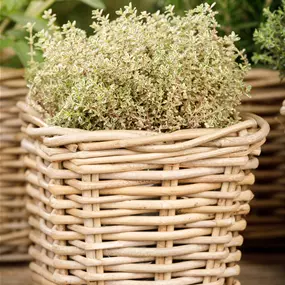 Thymus citriodorus aureus