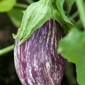 Solanum melongena Leire gestreift