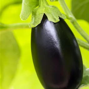 Solanum melongena Diva