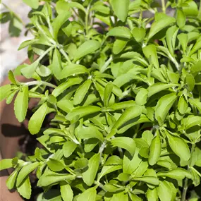 Stevia rebaudiana