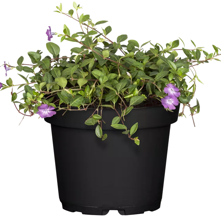 Rotblühendes Immergrün 'Atropurpurea'