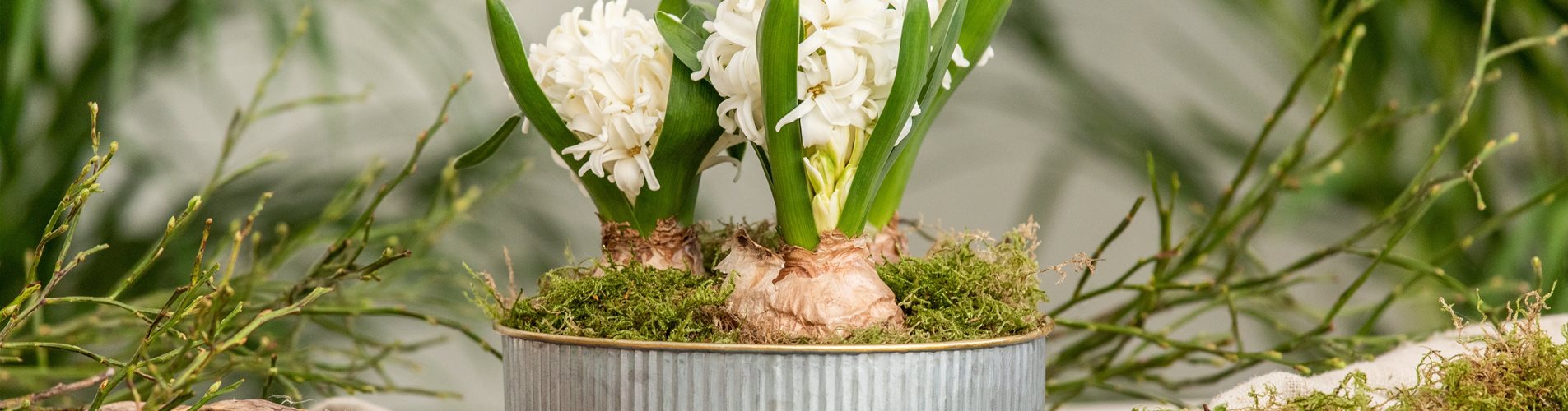 Hyazinthen im Ambiente Hyazinthen im Ambiente