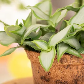 Murdannia loriformis Heilkräuter