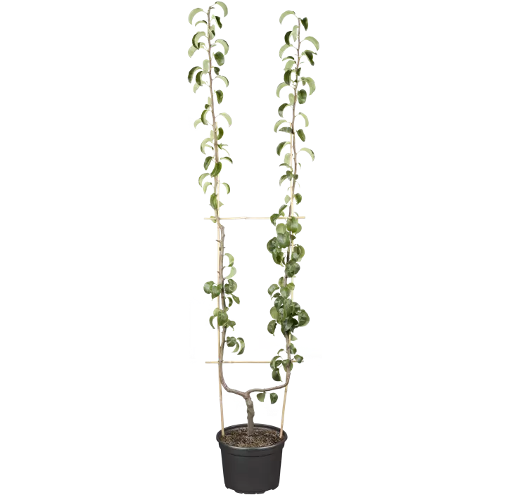 Birne 'Gellerts Butterbirne'