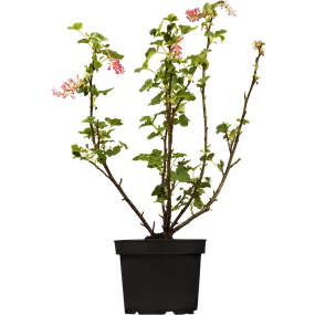Ribes sanguineum Amore