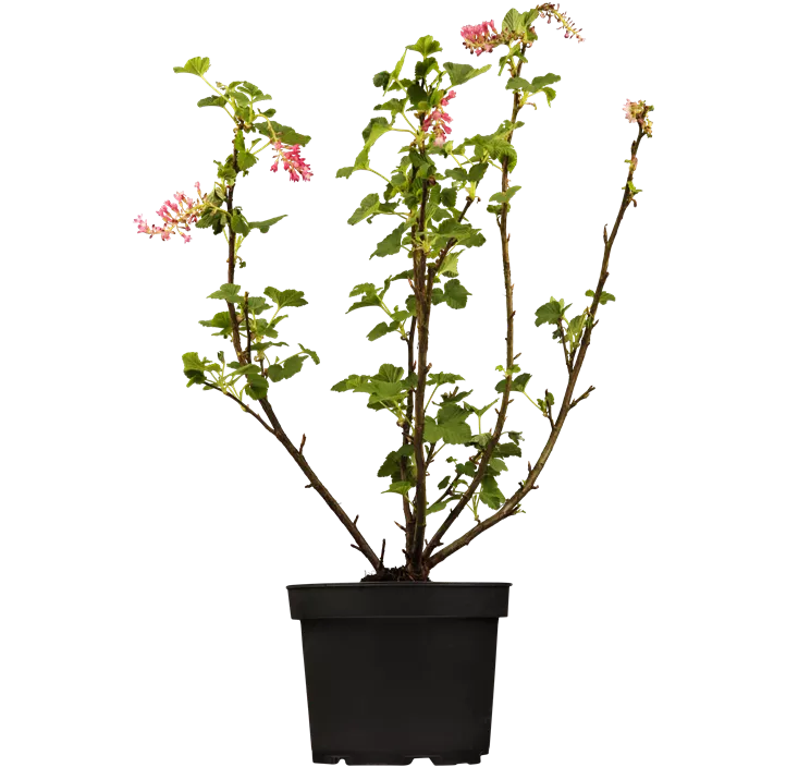 Zier-Johannisbeere 'Amore'®