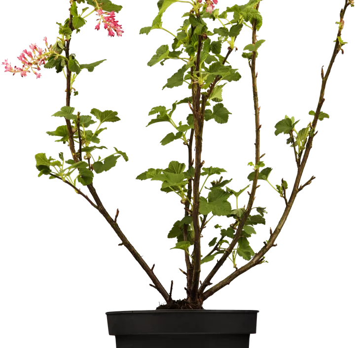 Zier-Johannisbeere 'Amore'®