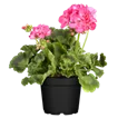 Pelargonien