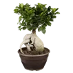 Bonsai