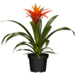 Bromelien