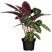 Calathea