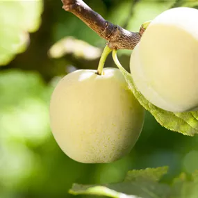 Prunus domestica Große Grüne Reneklode
