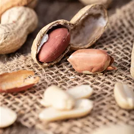 Arachis hypogaea 'Mammouth'