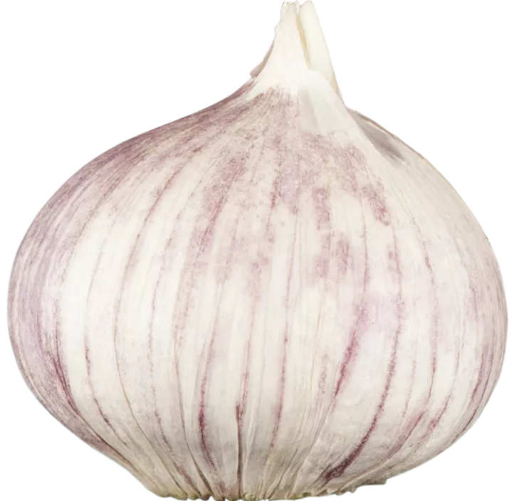 Winterknoblauch