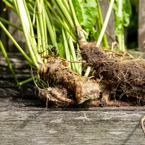 Armoracia rusticana Premium