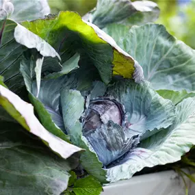 Brassica oleracea rubra