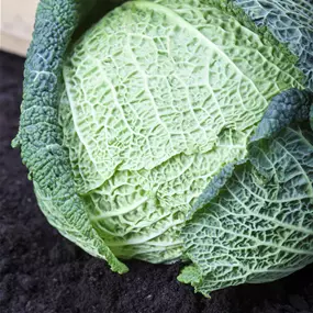 Brassica oleracea var. sabauda