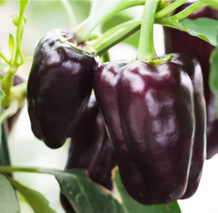 Paprika 'Violetta'