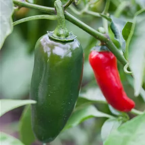 Capsicum annuum 'Jalapeno'