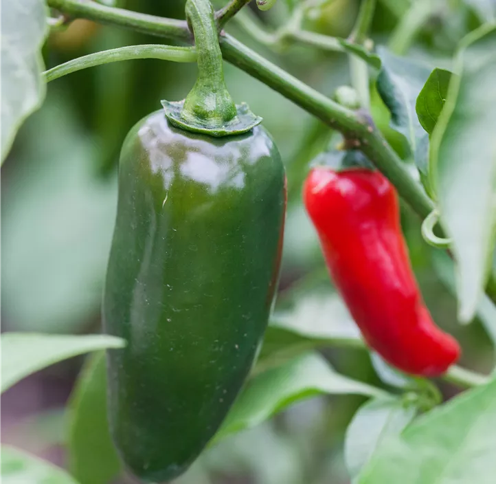 Chili Pick-&-Joy® 'Jalapeno'