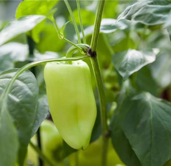 Blockpaprika 'Dolmy'