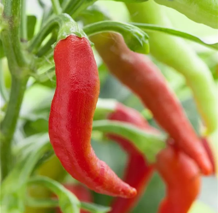 Paprika 'Corno Alceste'
