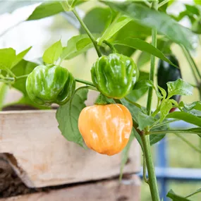 Capsicum chinense Habanero Orange