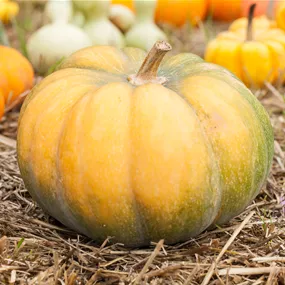 Cucurbita pepo Muskat Kürbis mit Rezept für Suppe