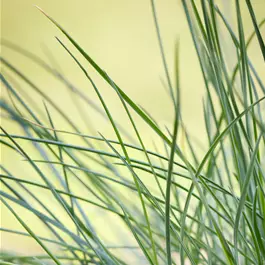 Festuca glauca Compacta Blue