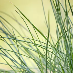 Festuca glauca Compacta Blue