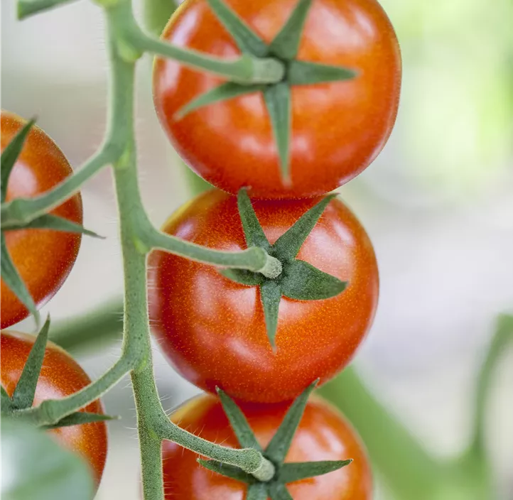 Tomate