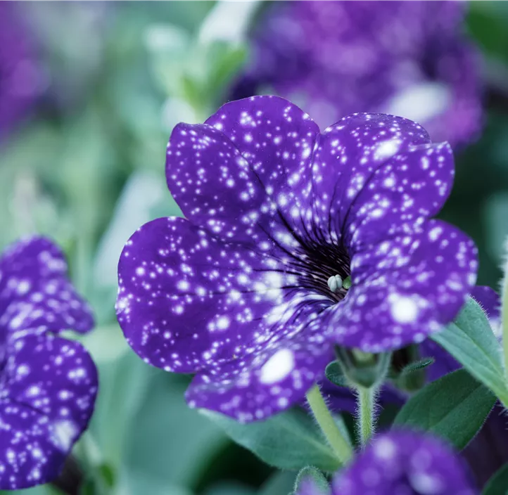 Petunie 'NightSky'®