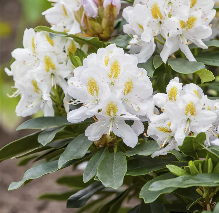 Rhododendron-Hybride 'Madame Masson'