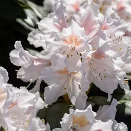 Rhododendron Hybride Madame Masson