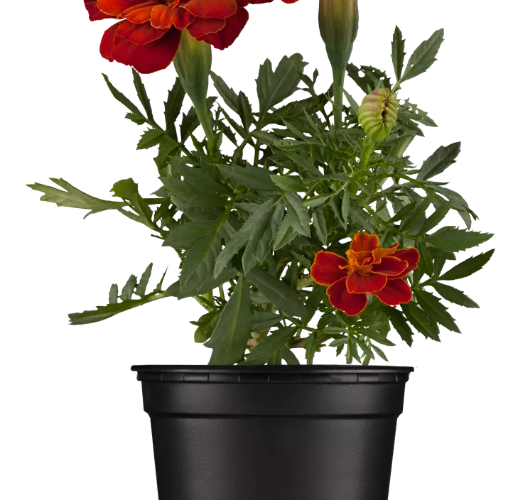 Niedrige Studentenblume